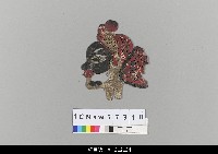 藏品(中國湖北皮影戲偶頭-淨)的圖片